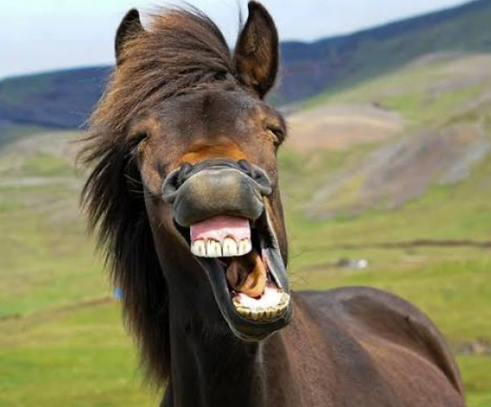 Why Do Horses Show Their Teeth