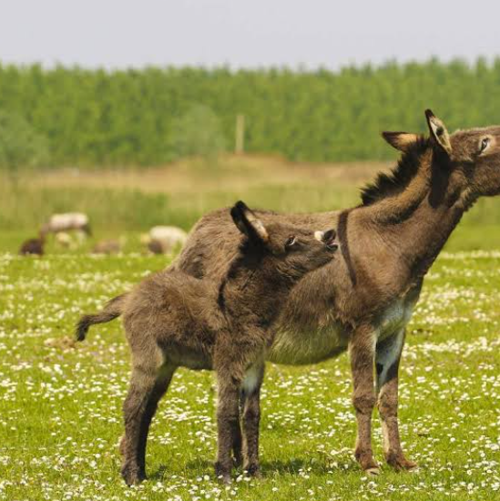 Why Do Donkeys Bray So Loudly
