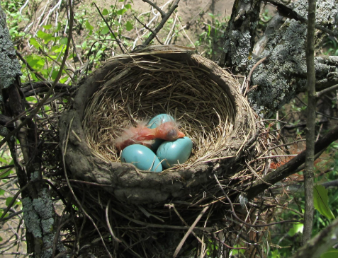 Why Do Birds Build Different Kinds of Nests