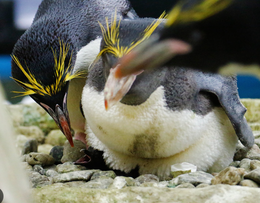 Why Do Penguins Give Pebbles as Gifts