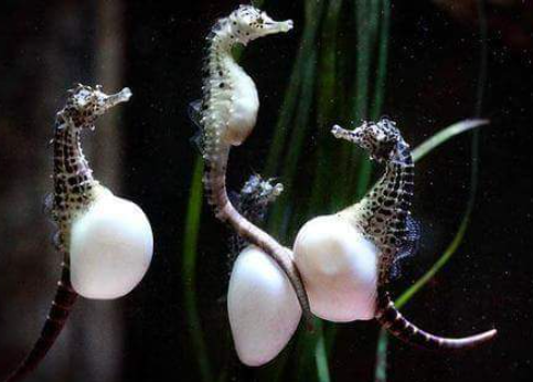 Why Do Male Seahorses Carry Babies