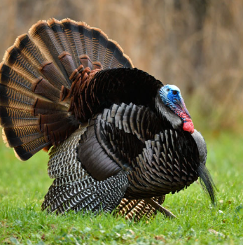 Why Do Turkeys Puff Up Their Feathers