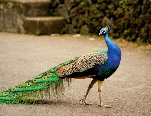 Why Do Peacocks Spread Their Tails