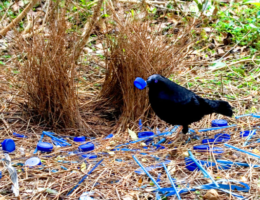 Why Do Bowerbirds Decorate Their Nests