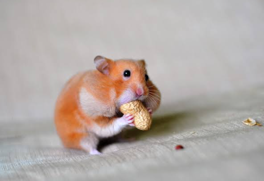 Why Do Hamsters Stuff Their Cheeks