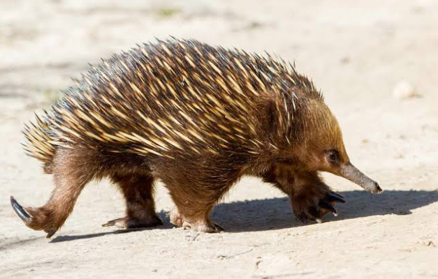Why Do Echidnas Have Spines