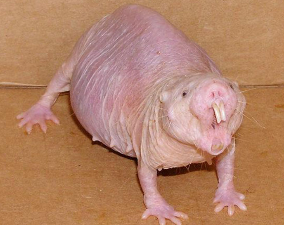 Why Do Naked Mole Rats Live Like Insects