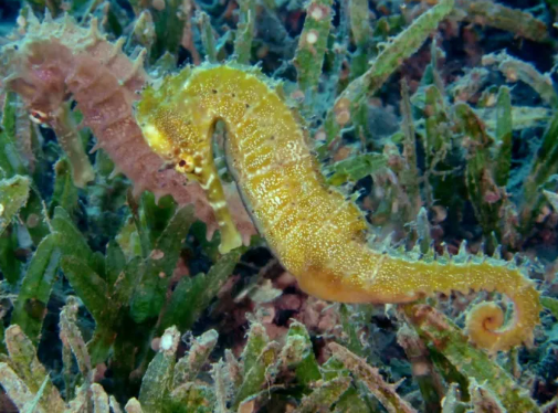 Why Do Seahorses Dance Together
