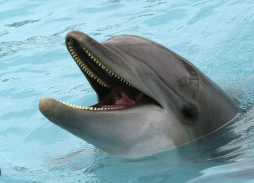 Why Do Dolphins Sleep With One Eye Open