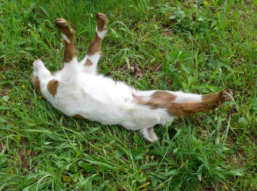 Why Do Goats Freeze When Scared