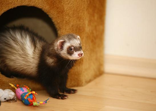 Why Do Ferrets Do a Weasel War Dance