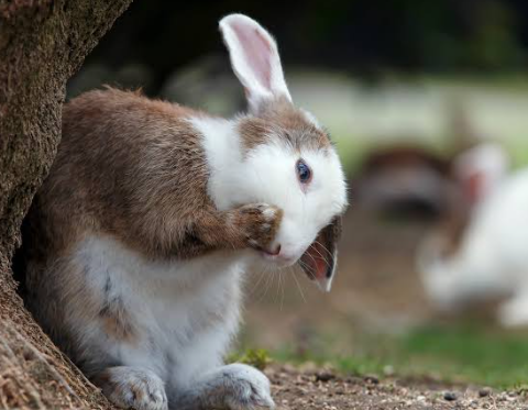 Why Do Rabbits Eat Their Own Poop