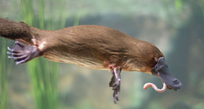 Why Do Platypuses Lay Eggs