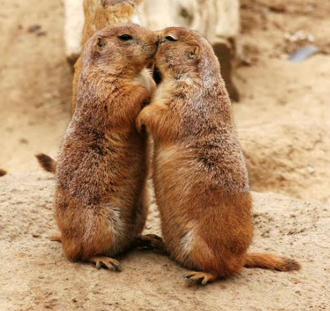 Why Do Prairie Dogs Kiss