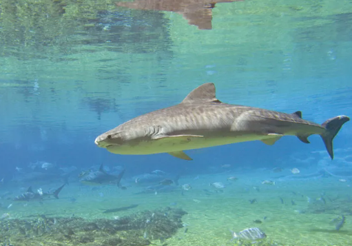 Why Do Sharks Keep Swimming