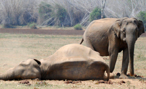 Why Do Elephants Mourn Their Dead
