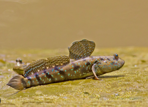 Why Do Mudskippers Walk on Land