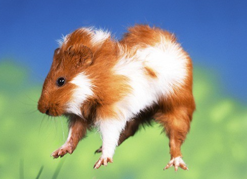 Why Do Guinea Pigs Popcorn Jump