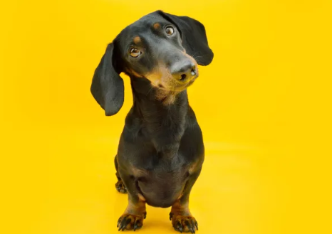 Why Do Dogs Tilt Their Heads