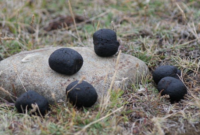 Why Do Wombats Make Cube-Shaped Poop