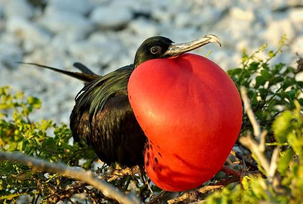 Why Do Frigatebirds Inflate Their Red Throats