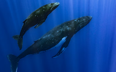 Why Do Whales Sing
