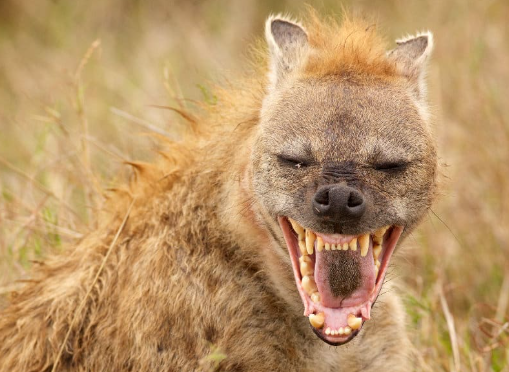 Why Do Hyenas Laugh