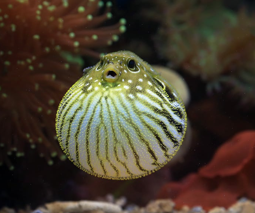 Why Do Pufferfish Inflate Their Bodies