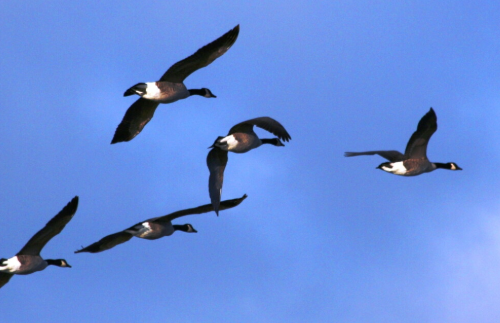 Why Do Geese Fly in a V Shape