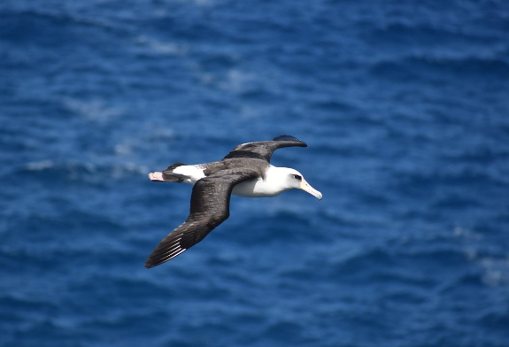 Why Do Albatrosses Glide for Hours