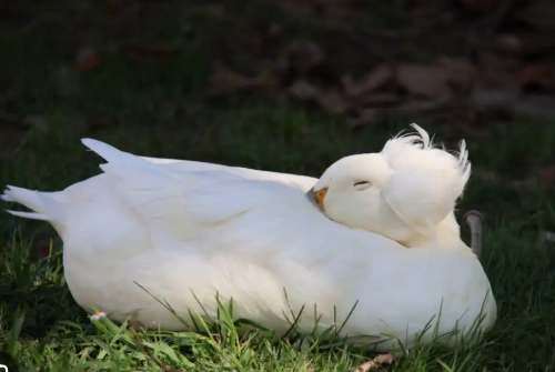 Why Do Ducks Sleep in a Row