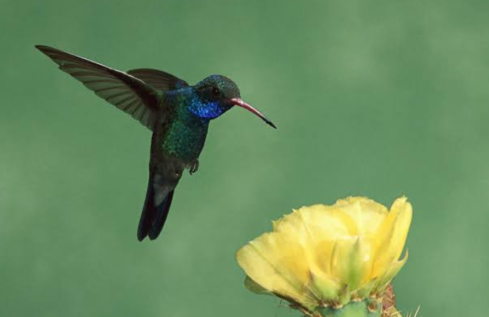 Why Do Hummingbirds Hover in the Air