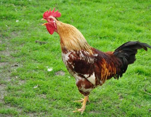 Why Do Roosters Crow in the Morning