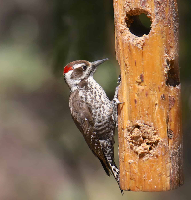 Why Do Woodpeckers Peck Trees