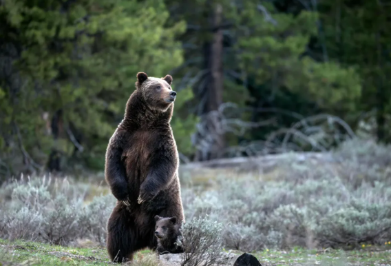 most famous bear0