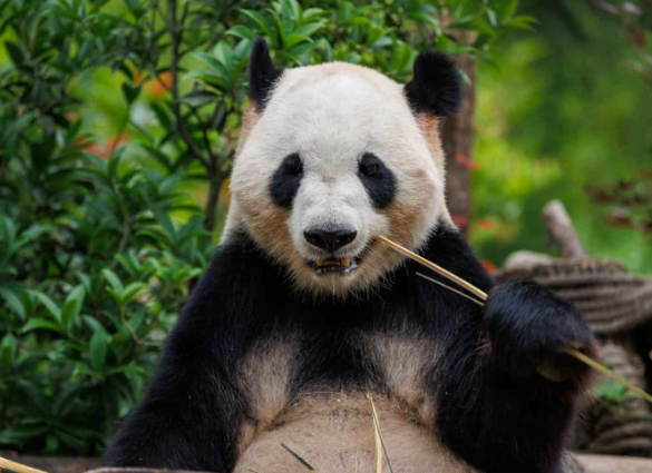 most famous bear1