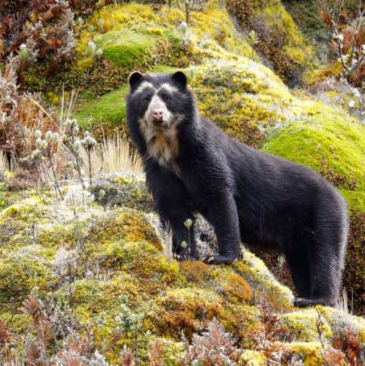 most famous bear3