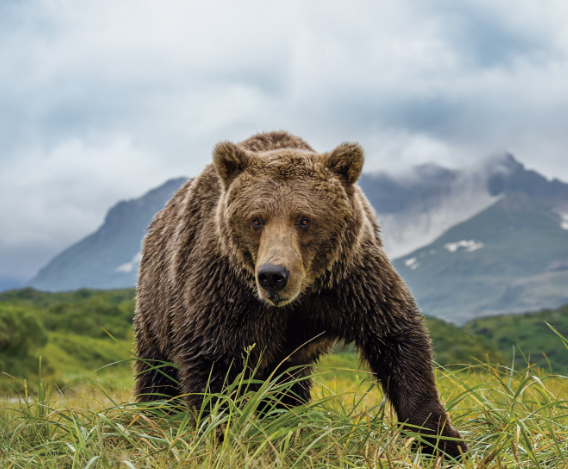 most famous bear5