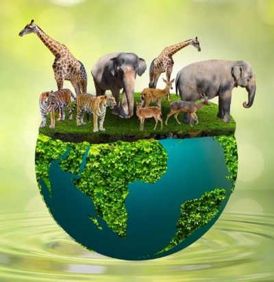 about dvguy animal articles